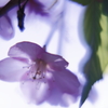 桜花２
