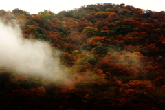 紅葉と雲