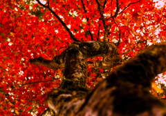 紅葉