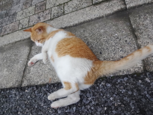 野良猫