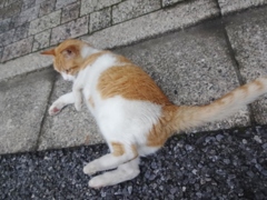 野良猫