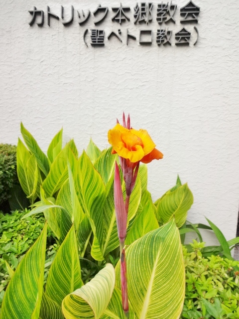 夏の花　カンナ