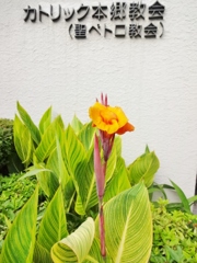 夏の花　カンナ