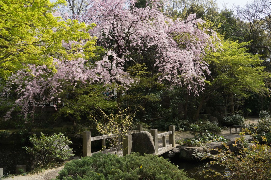 楽水園 垂れ桜