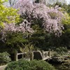 楽水園 垂れ桜