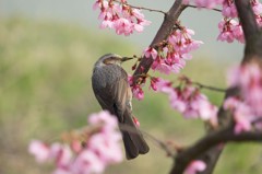 桜とヒヨドリ