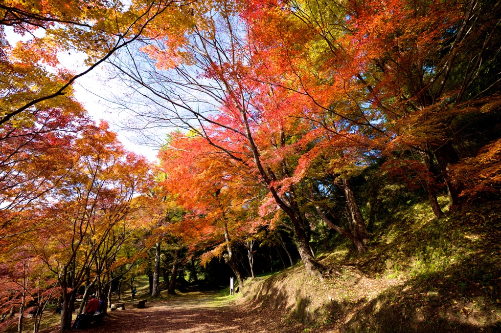 用作公園のもみじ道