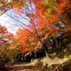 用作公園のもみじ道