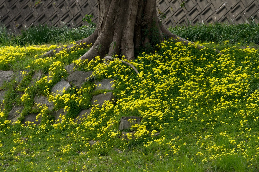 大樹の根と可憐な花