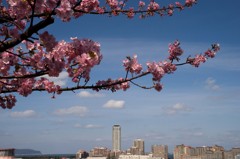 愛宕神社の河津桜