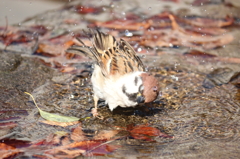 寒い中の水浴び