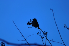 夜の雀