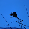 夜の雀