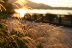 黄金色の夕暮れ
