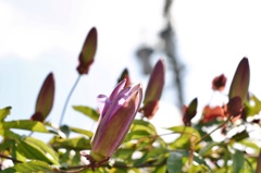 もうすぐ開花！トケイソウの蕾