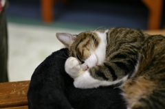 顔を隠す猫
