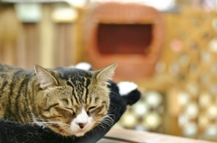 猫カフェ