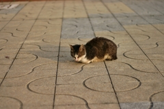 港の猫