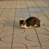 港の猫