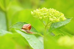 雨と紫陽花とカタツムリ