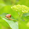 雨と紫陽花とカタツムリ