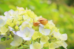 紫陽花とカタツムリ
