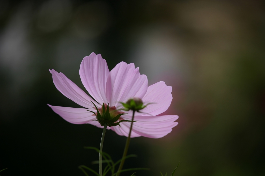 秋桜