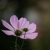 秋桜
