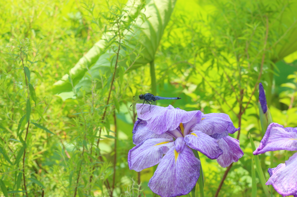 6月