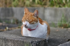 人間の顔に近い猫・・・