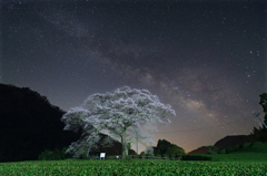 茶畑に佇む桜