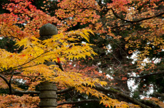 谷汲山の紅葉