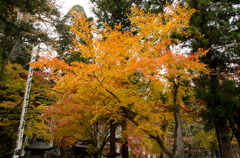 谷汲山の紅葉