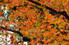 谷汲山の紅葉