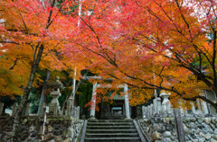 とある神社の紅葉