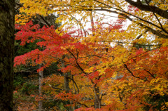 紅葉
