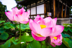 蓮の喜光寺