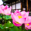 蓮の喜光寺