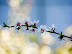 都会で山桜