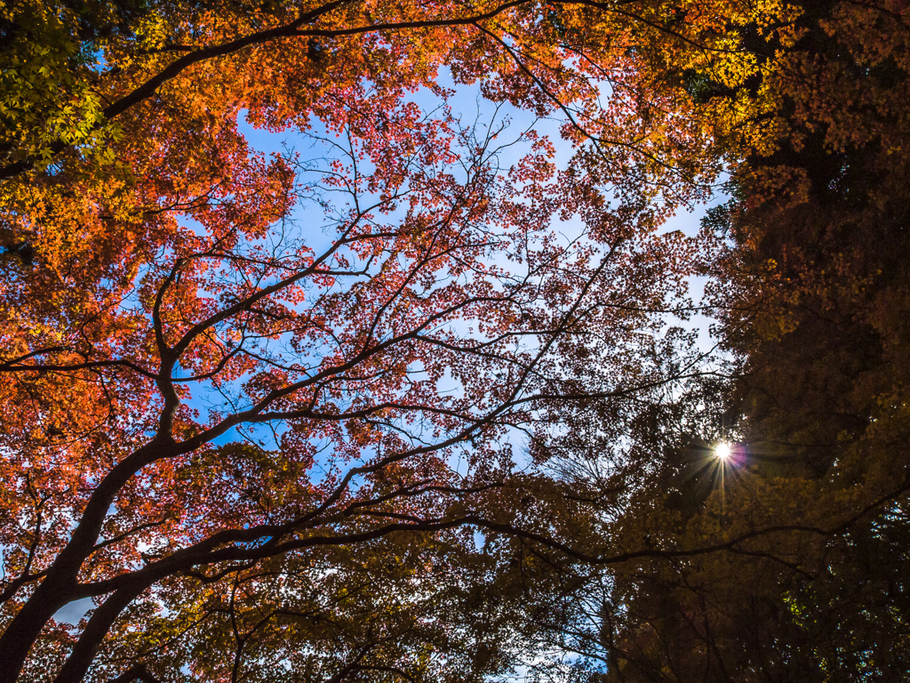 天井紅葉