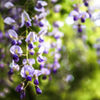 萬葉の花