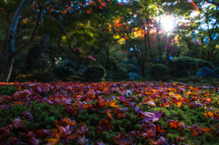 紅葉は落葉の始まり。。