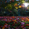 紅葉は落葉の始まり。。