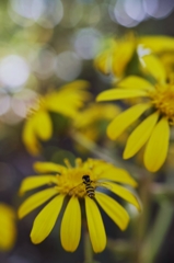 黄色い花と黄色いアブ