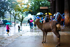 雨宿り