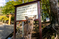 看板鹿