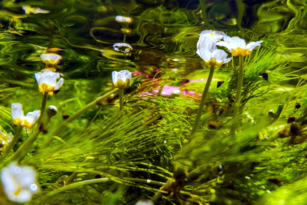 水上へ