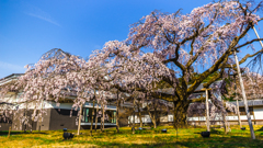 醍醐大しだれ桜