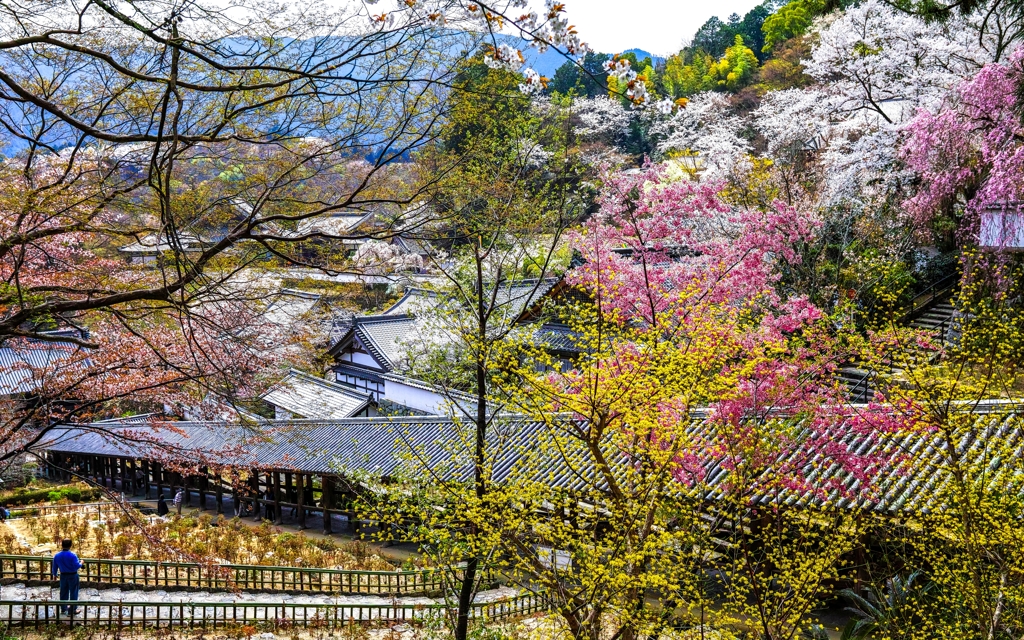春の長谷寺