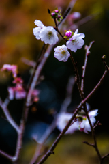 寒桜の季節